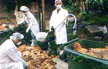 Tin về công tác y tế dự phòng ngành y tế tháng 11/2005